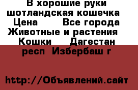 В хорошие руки шотландская кошечка › Цена ­ 7 - Все города Животные и растения » Кошки   . Дагестан респ.,Избербаш г.